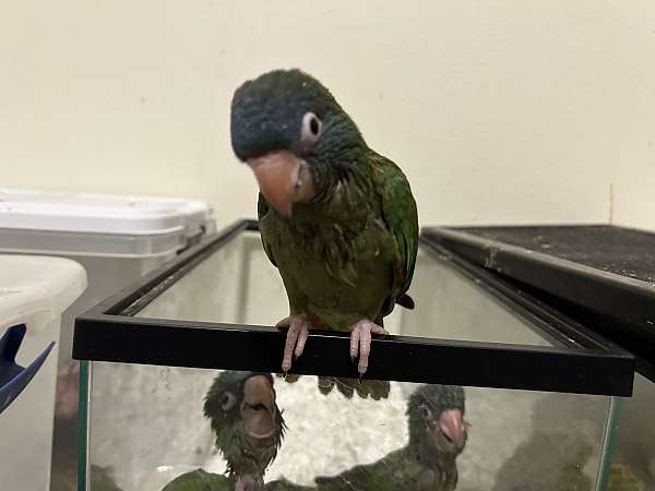 blue-crown-conure-for-sale-in-katy-tx