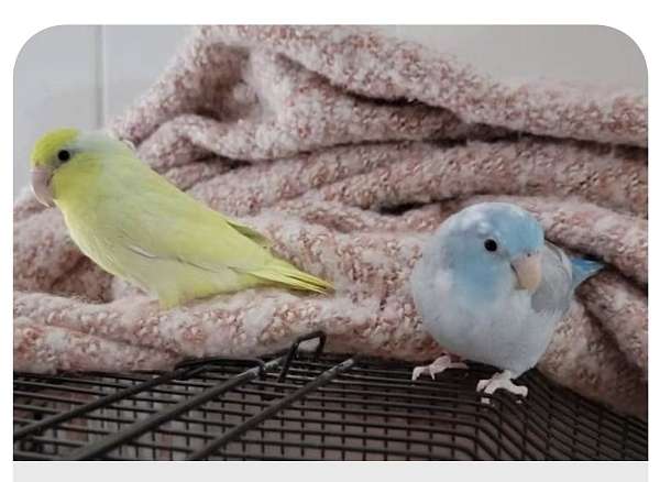 parrotlet-for-sale-in-frederick-md