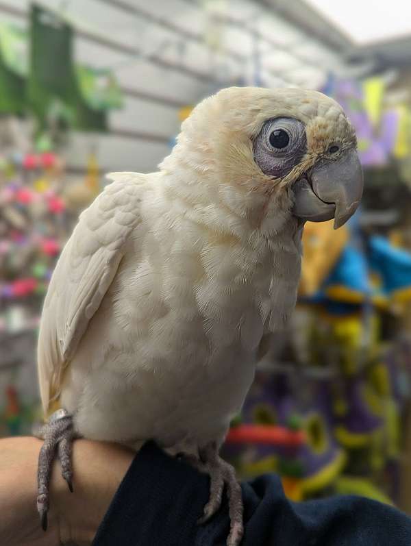 goffin-cockatoo-for-sale