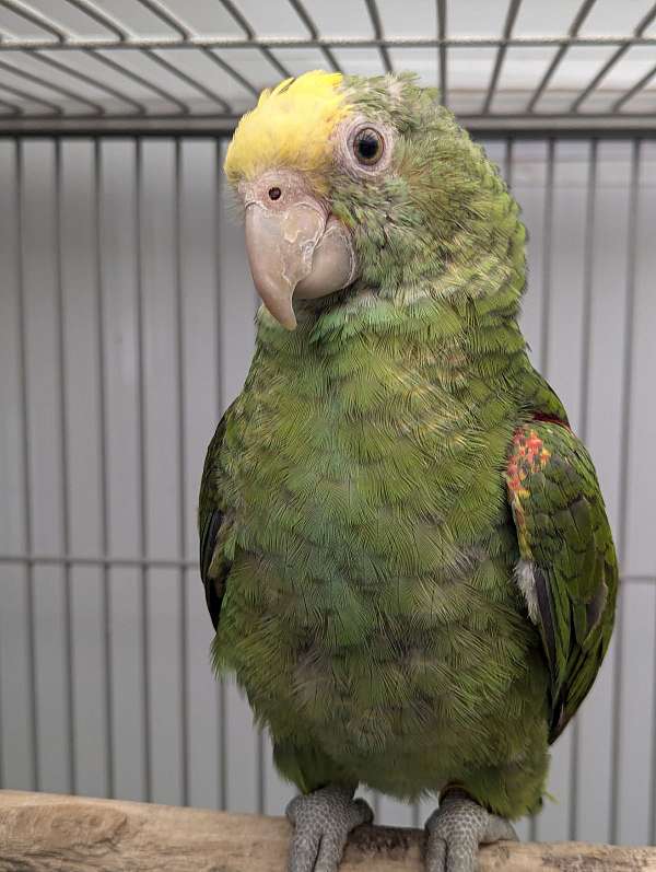 double-yellow-head-amazon-parrot-for-sale