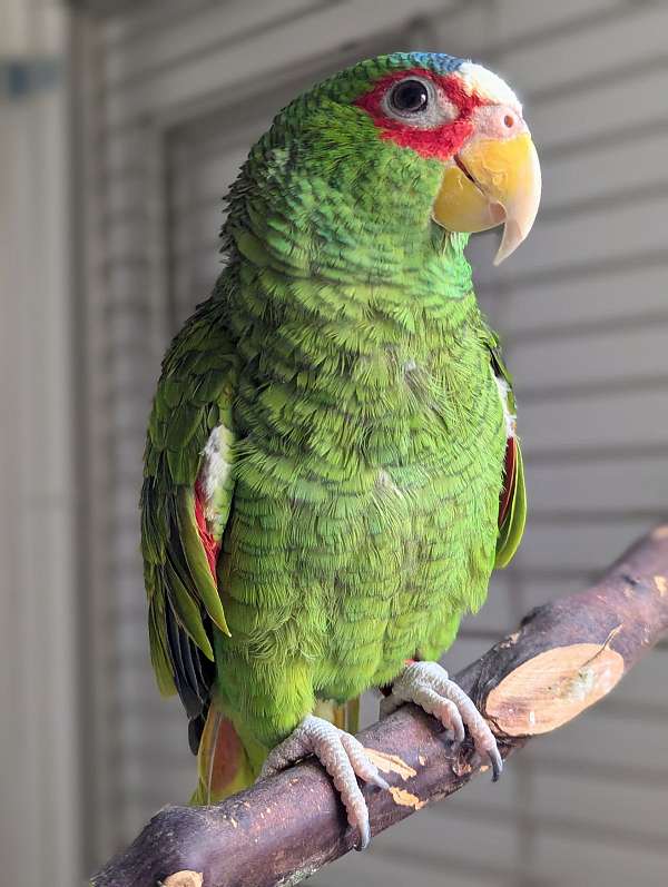 white-front-amazon-parrot-for-sale