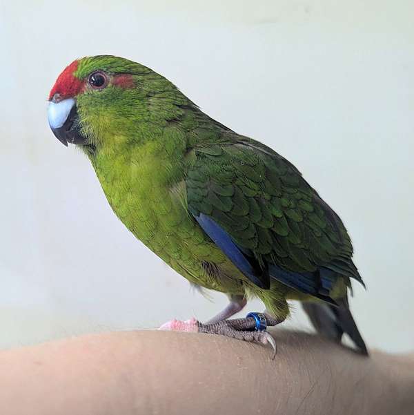 grass-parakeet-for-sale