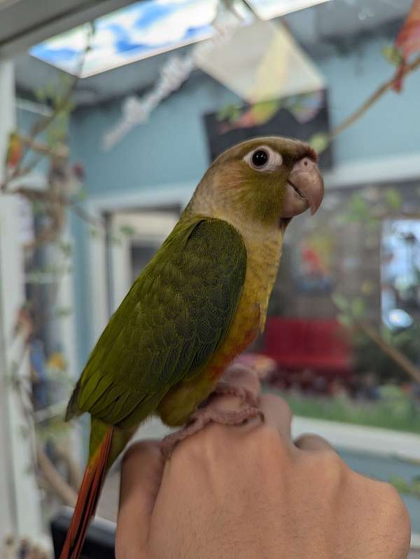 green-cheek-conure-for-sale