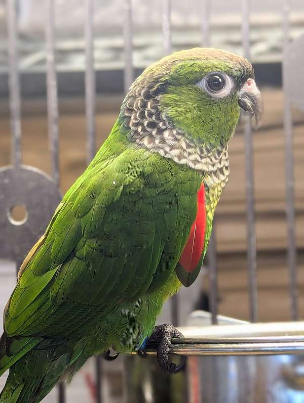 black-capped-conure-for-sale