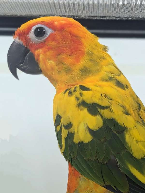 sun-conure-for-sale