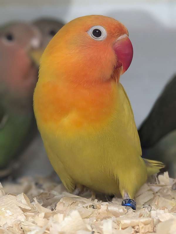 fischers-lovebird-for-sale