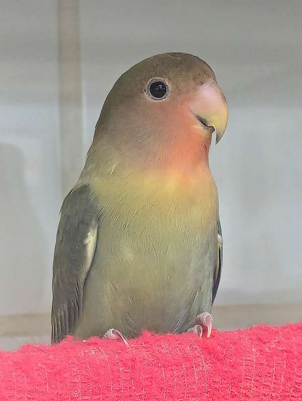 fischers-lovebird-for-sale