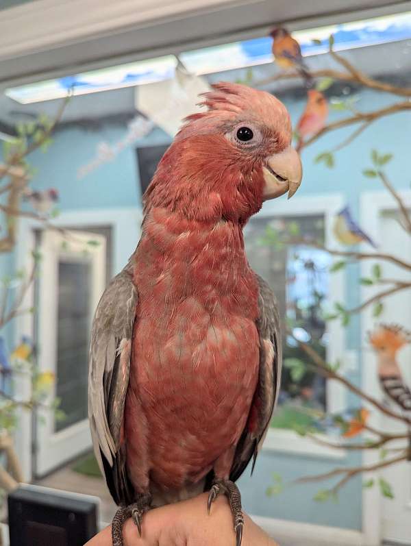 rose-breasted-cockatoo-for-sale-in-webster-ny