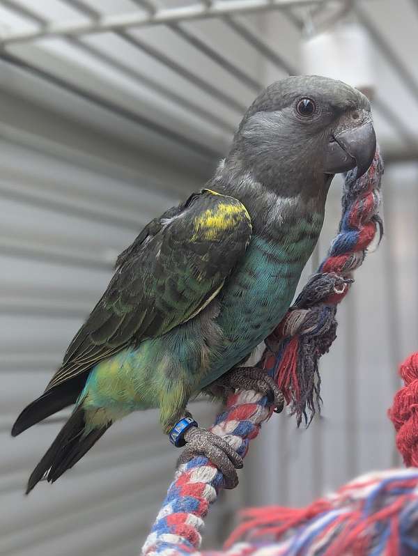 meyers-poicephalus-parrots-for-sale