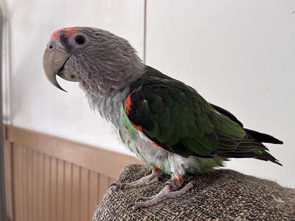 brown-necked-poicephalus-parrots-for-sale-in-richmond-va