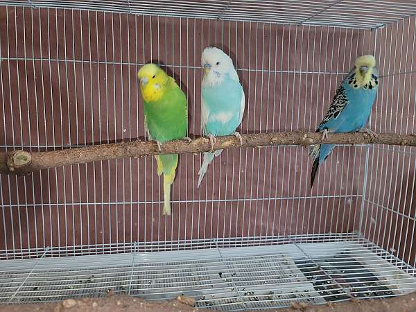 parakeet-for-sale