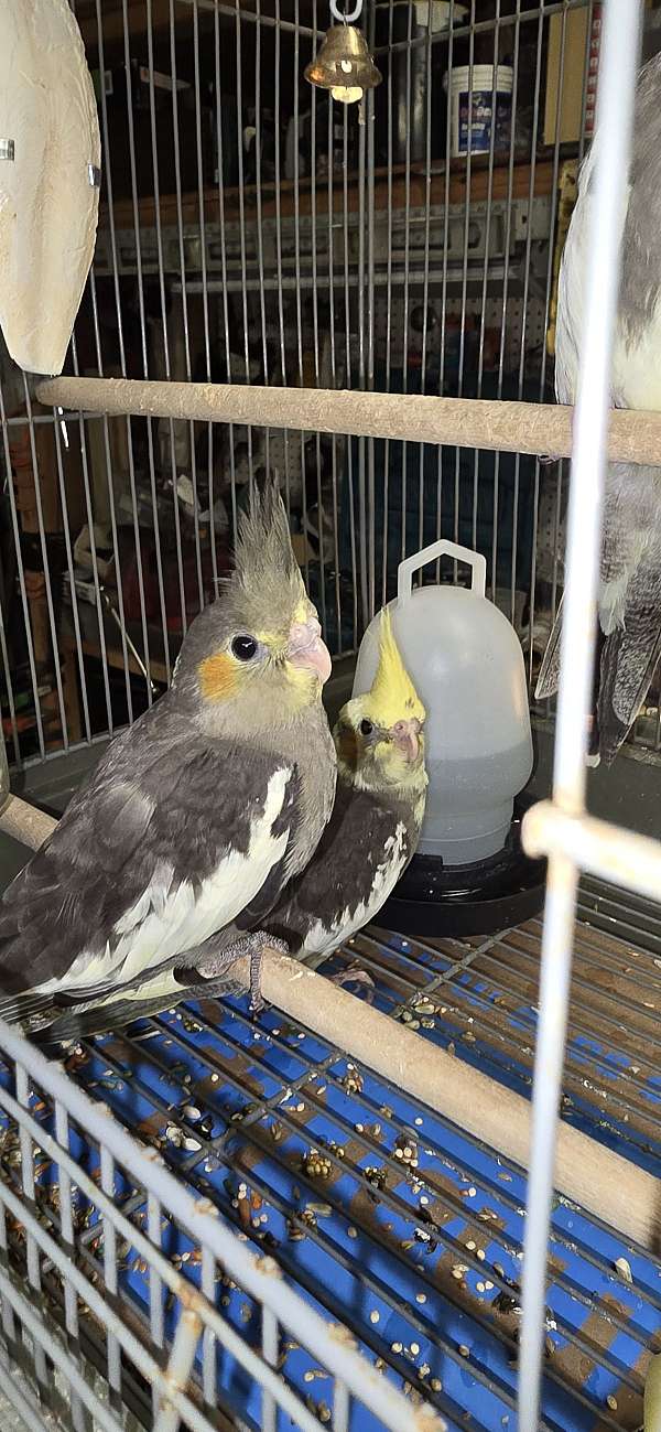 cockatiel-for-sale-in-long-beach-ca