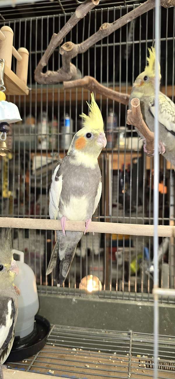 cockatiel-for-sale-in-long-beach-ca