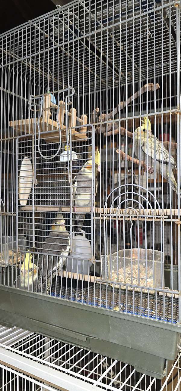 cockatiel-for-sale