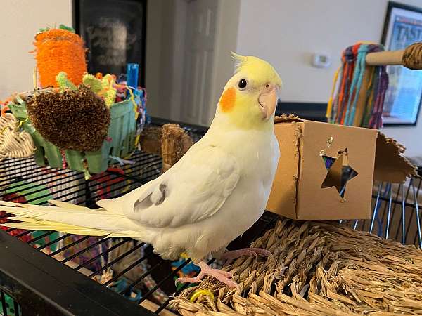 cockatiel-for-sale