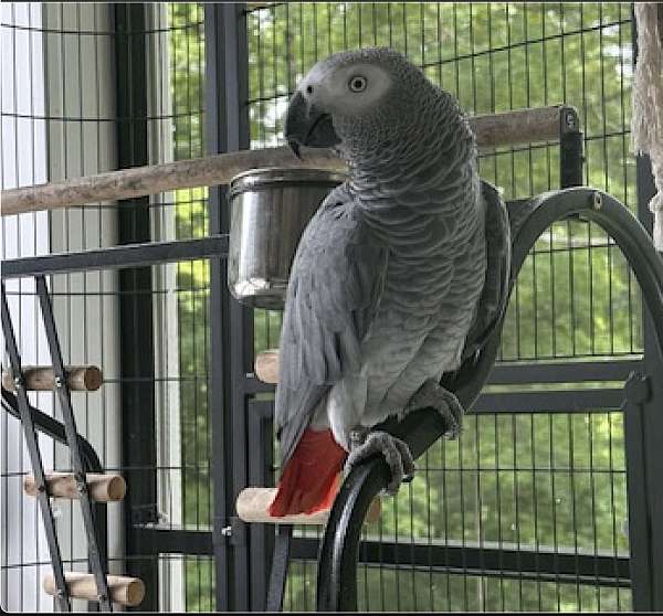 congo-african-grey-parrot-for-sale-in-waxhaw-nc