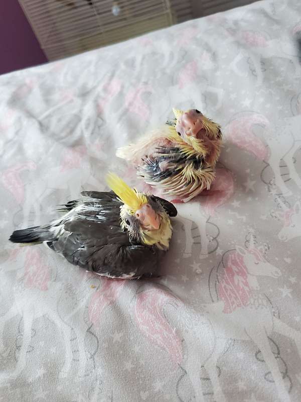 cockatiel-for-sale