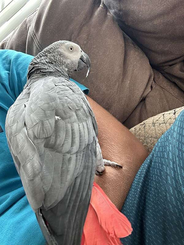 african-grey-parrot-for-sale