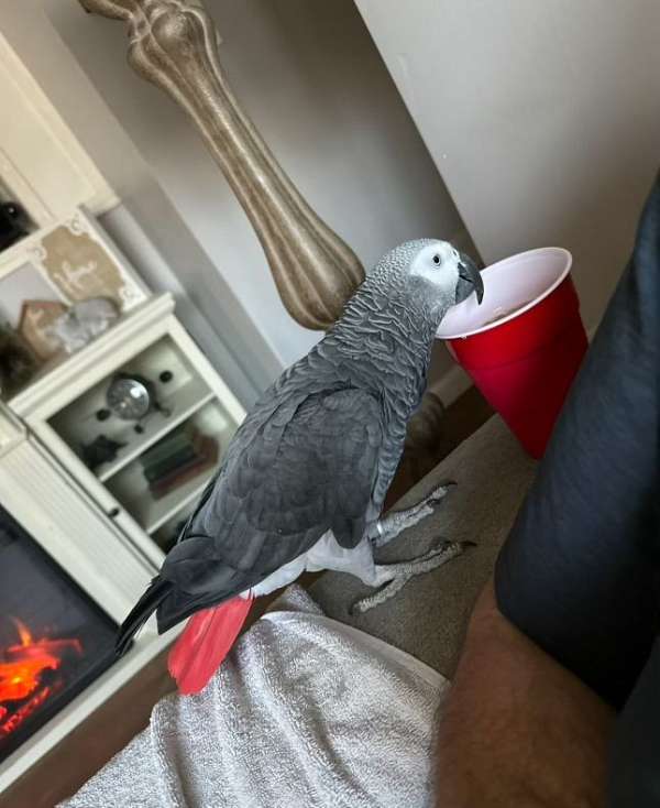 african-grey-parrot-for-sale-in-nashville-tn