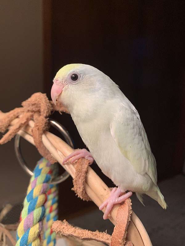 parrotlet-for-sale-in-pittsburgh-pa