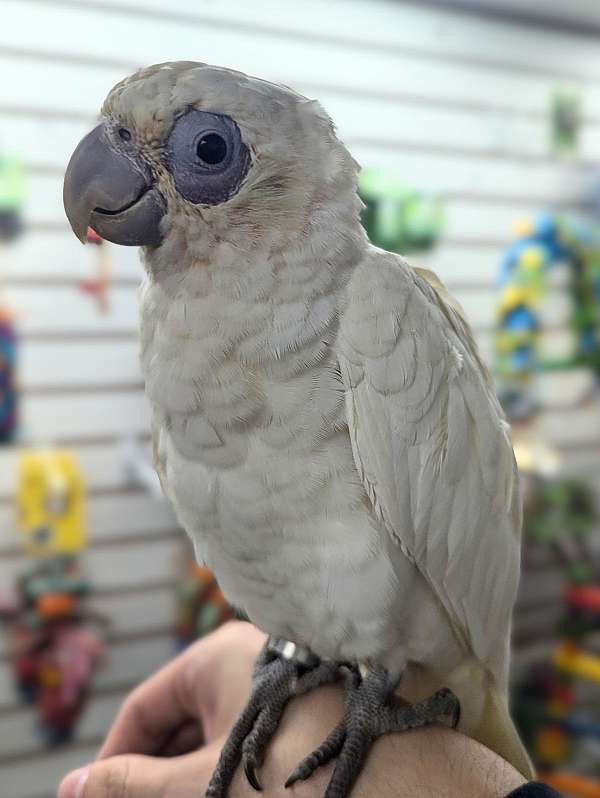 goffin-cockatoo-for-sale