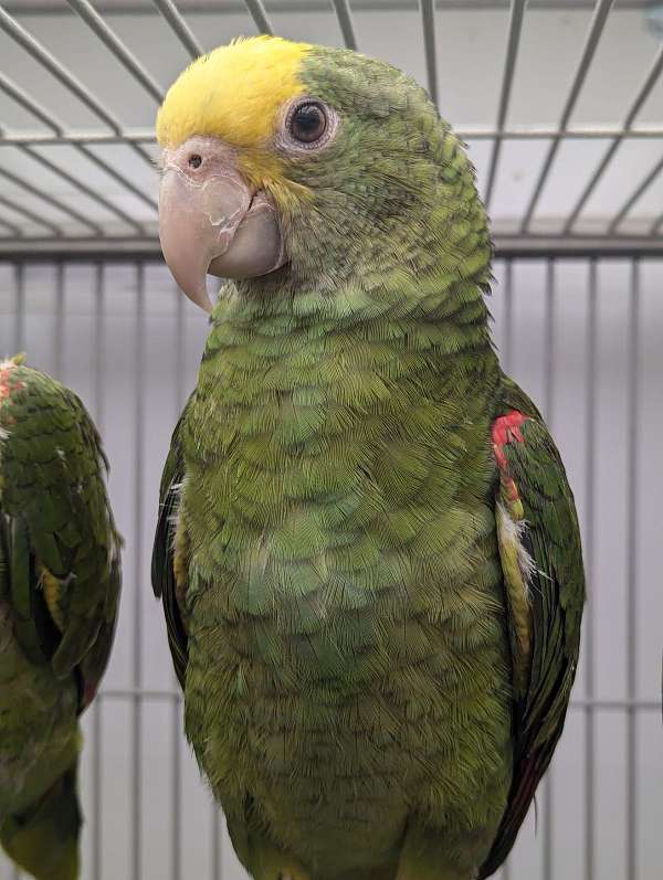 double-yellow-head-amazon-parrot-for-sale