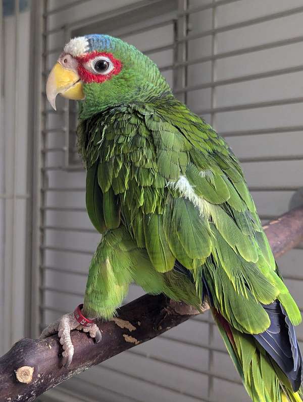 white-front-amazon-parrot-for-sale