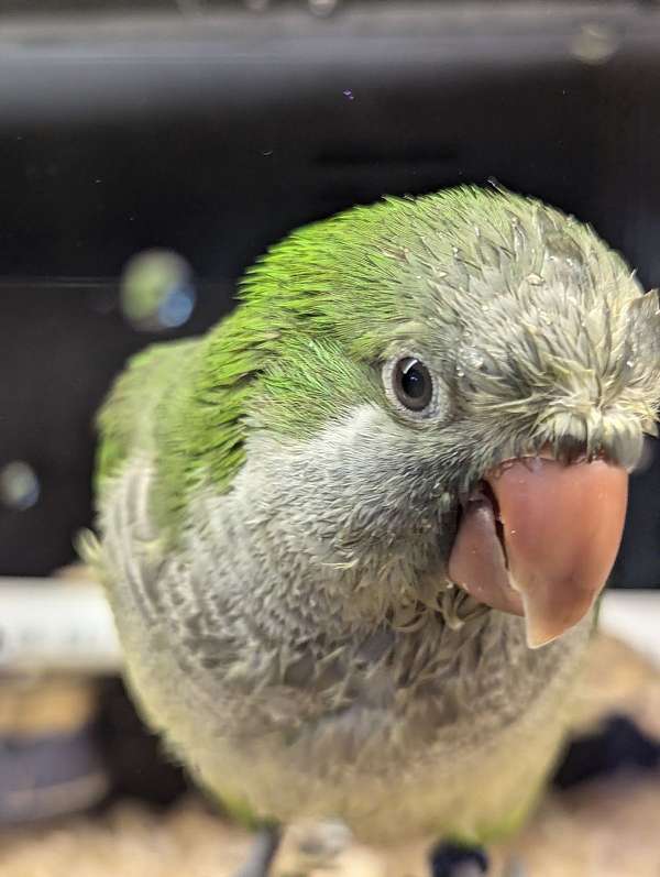 quaker-parrots-for-sale