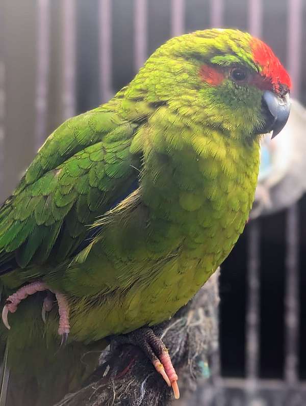 grass-parakeet-for-sale