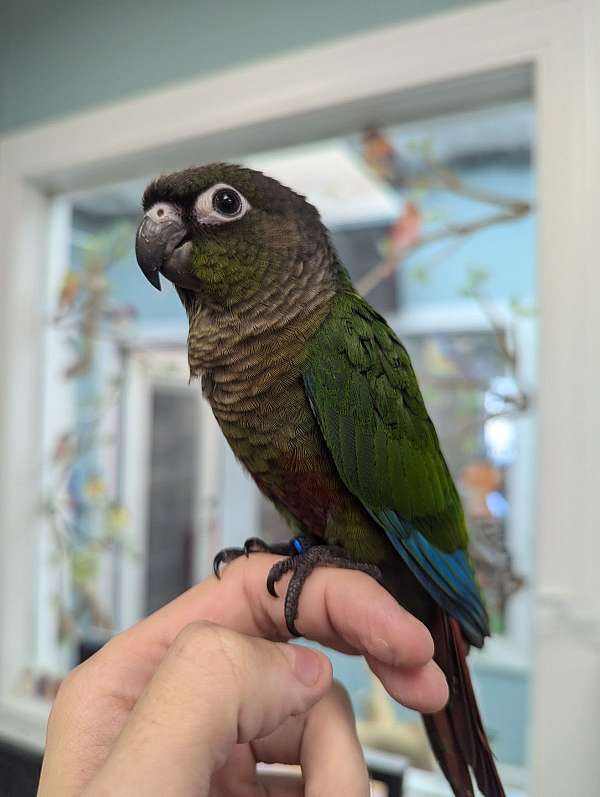 green-cheek-conure-for-sale