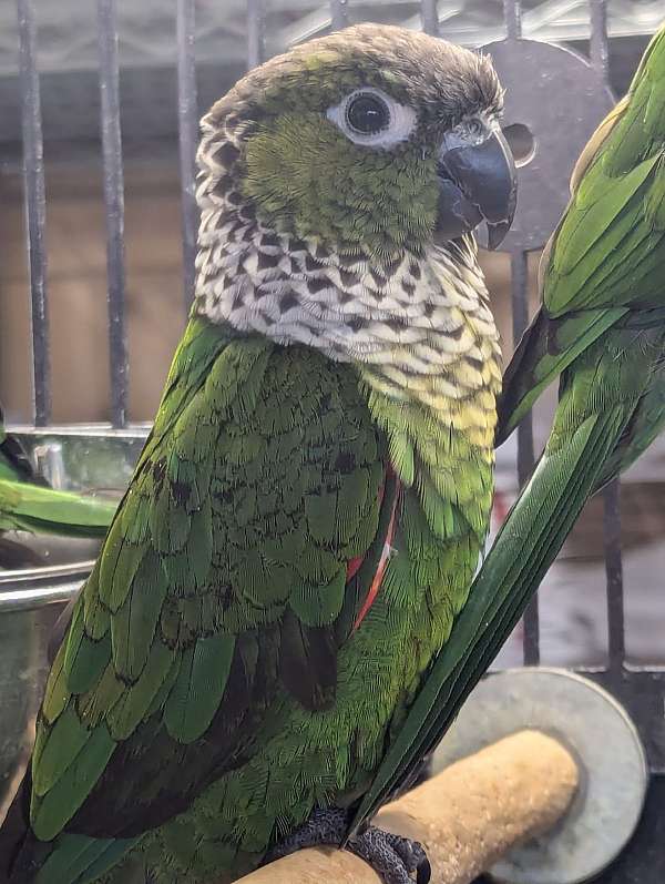 black-capped-conure-for-sale