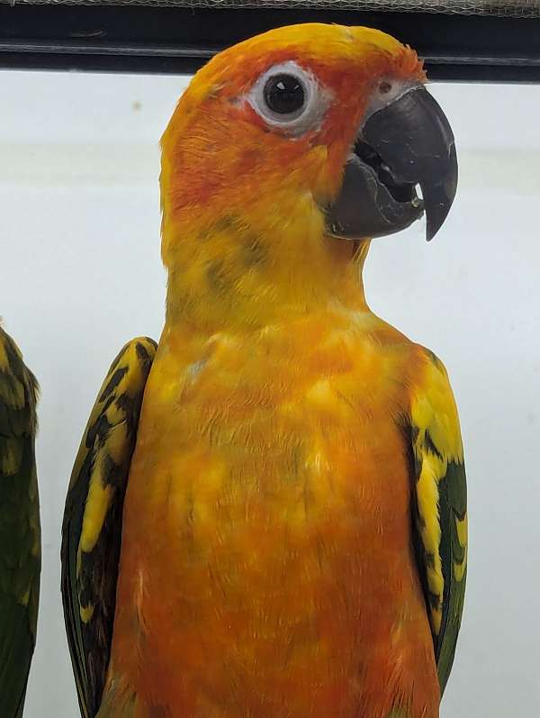 sun-conure-for-sale