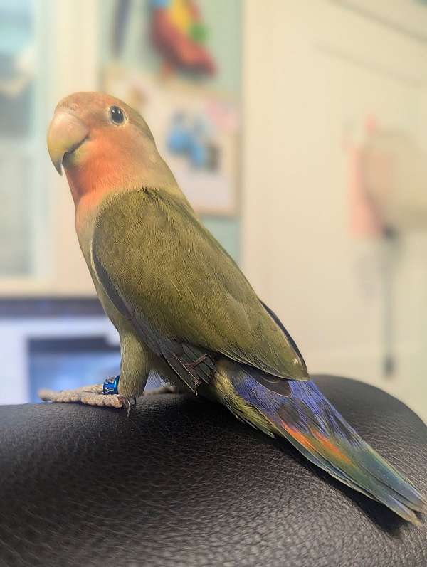 peach-faced-lovebird-for-sale