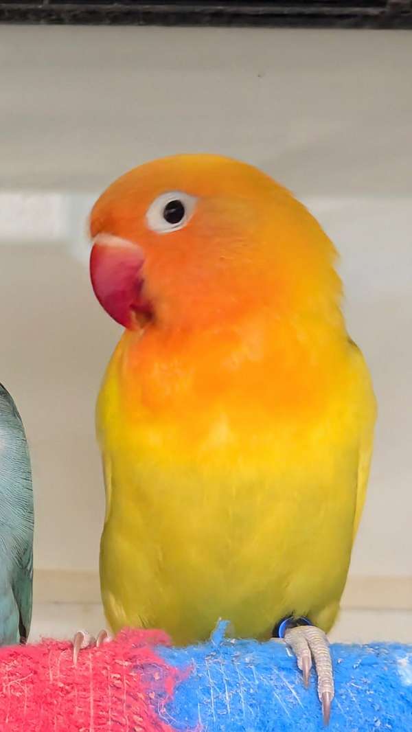 fischers-lovebird-for-sale