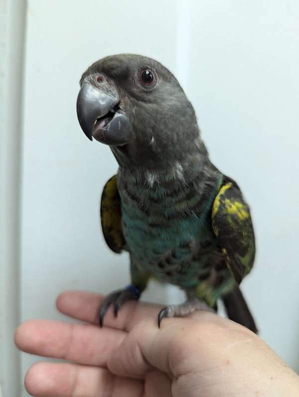 meyers-poicephalus-parrots-for-sale