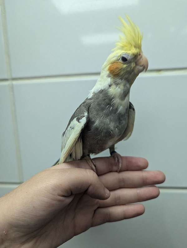 cockatiel-for-sale