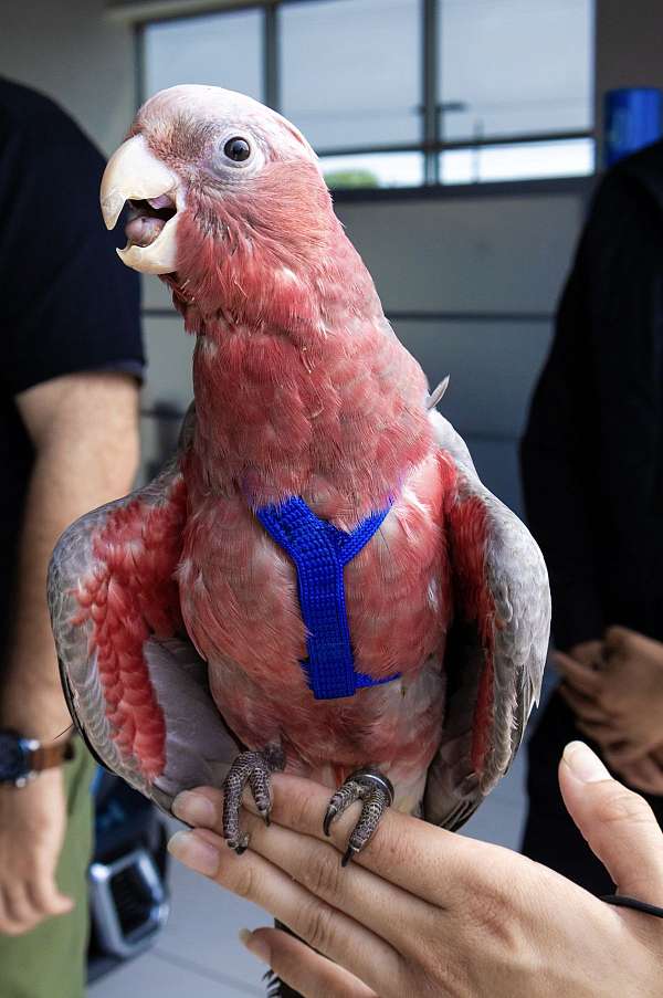 cockatoo-rose-breasted-cockatoo-for-sale-in-webster-ny