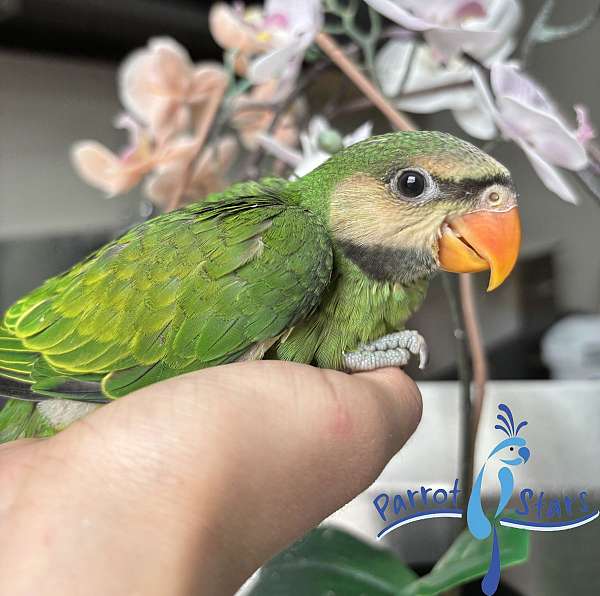 parakeet-for-sale