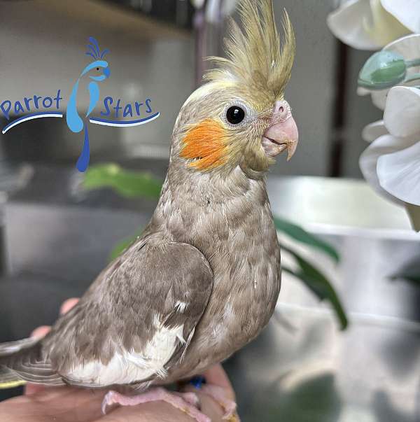 cockatiel-for-sale