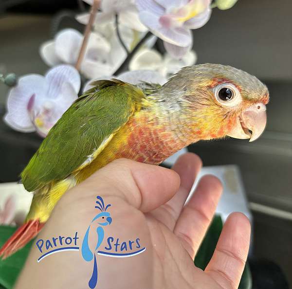 green-cheek-conure-for-sale