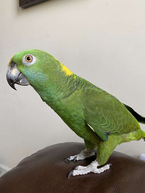 yellow-naped-amazon-parrot-for-sale-in-chantilly-va