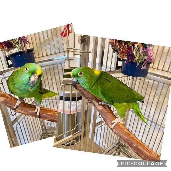 yellow-naped-amazon-parrot-for-sale-in-chantilly-va