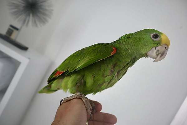 double-yellow-head-amazon-parrot-for-sale