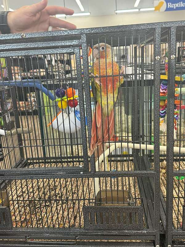 conure-for-sale