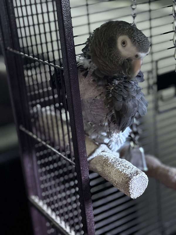 african-grey-parrot-for-sale-in-felton-pa