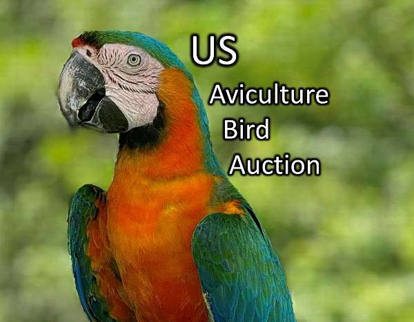 parrot-for-sale