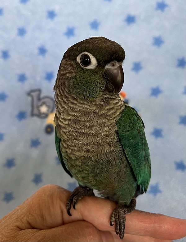 conure-for-sale