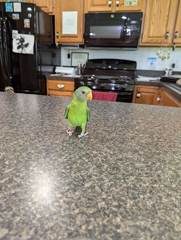 parakeet-for-sale