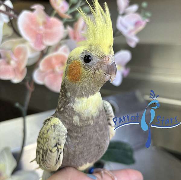 cockatiel-for-sale