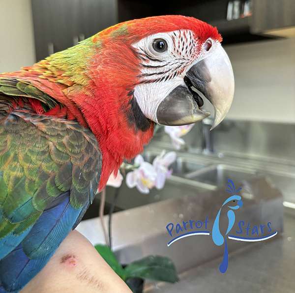 hybrid-macaw-for-sale